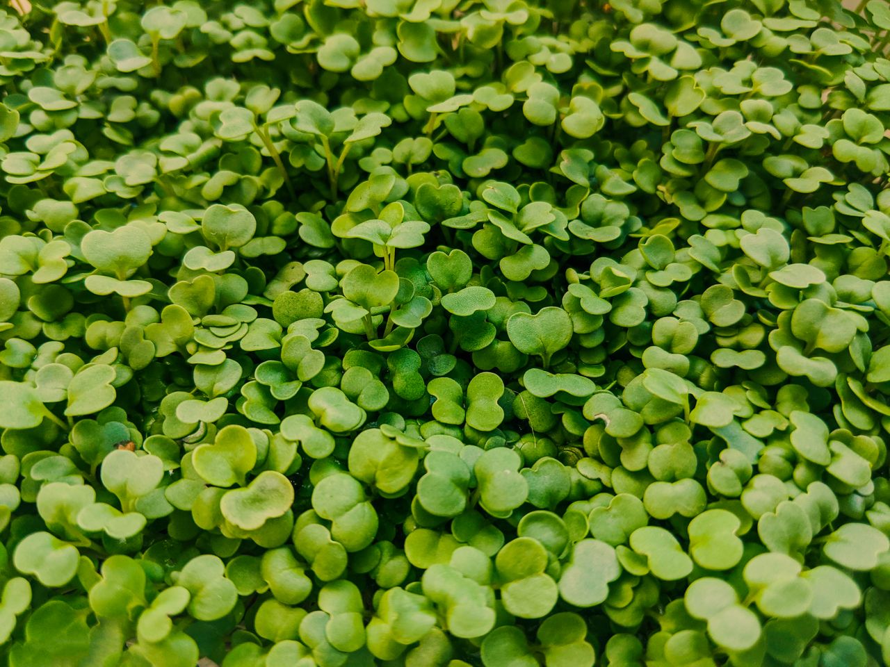 Arugula microgreens growing