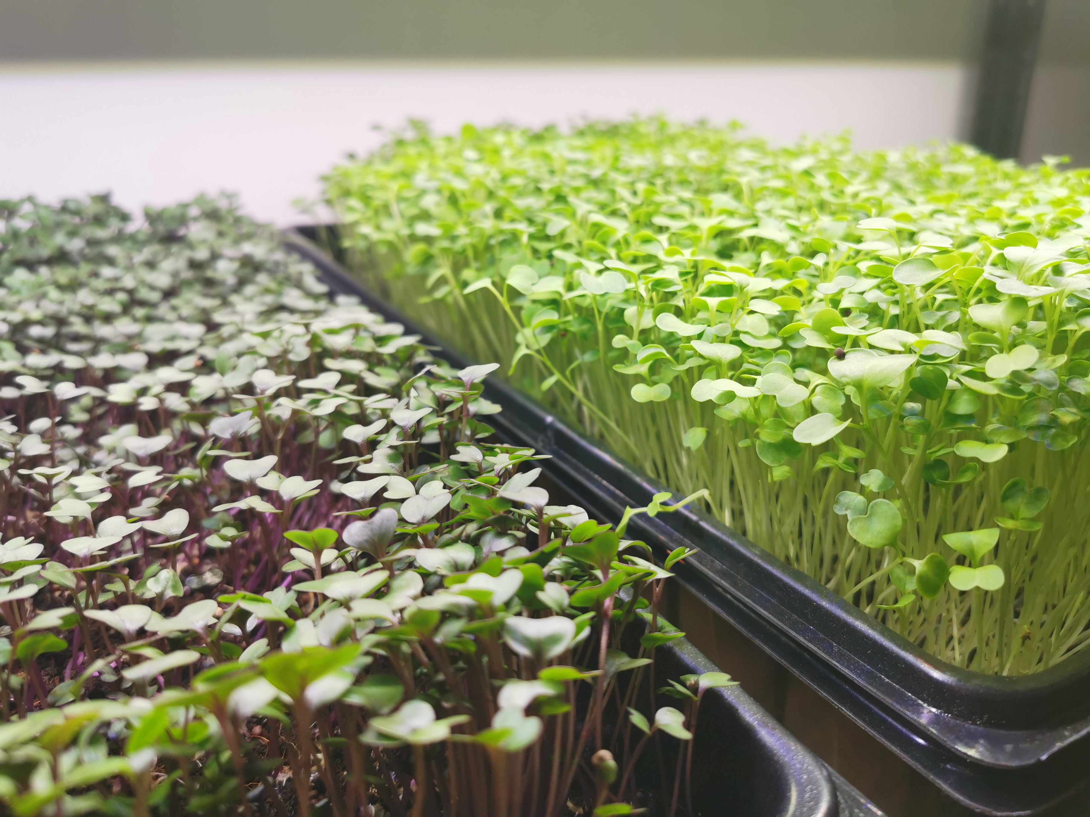 Radish and broccoli microgreens growing side by side in trays